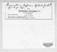 Phragmidium rubi-geoidis image